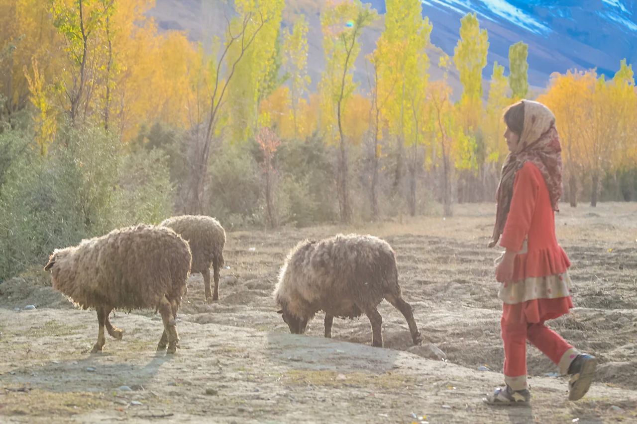 Cô bé cùng đàn cừu ở Pakistan