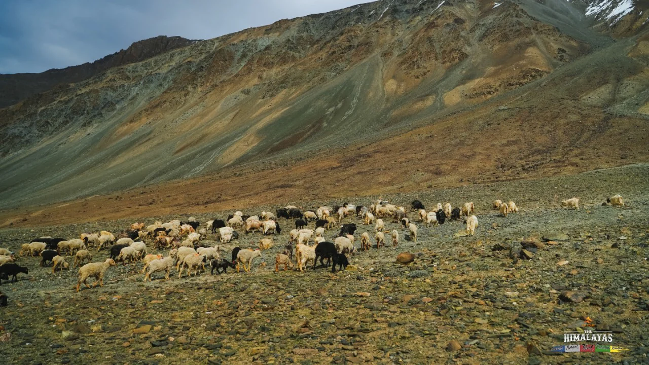 Đồi cừu bên núi Zanskar