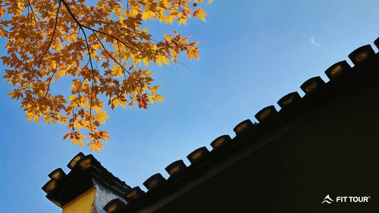 Mái ngói cổ kính đón lá vàng mùa thu