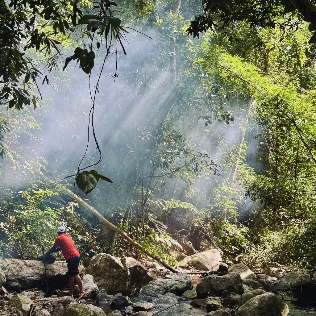 Nắng xuyên tán rừng