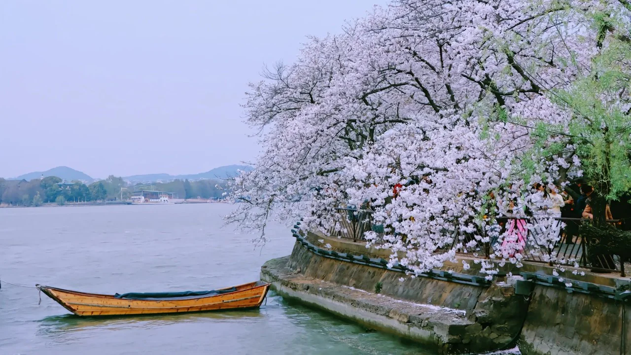 Con thuyền gỗ nhỏ đậu bên bờ Thái Hồ dưới tán hoa anh đào trắng muốt tại Vô Tích.