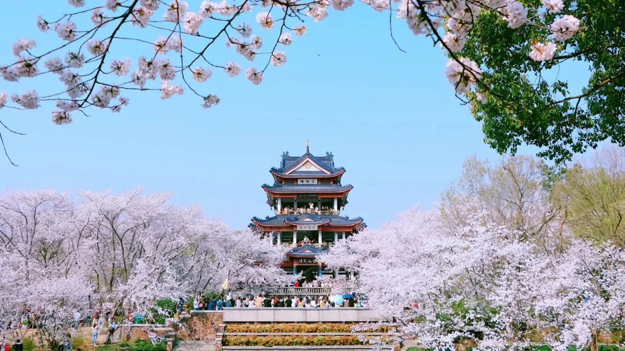Tô An Lãnh Các mùa hoa anh đào Vô Tích