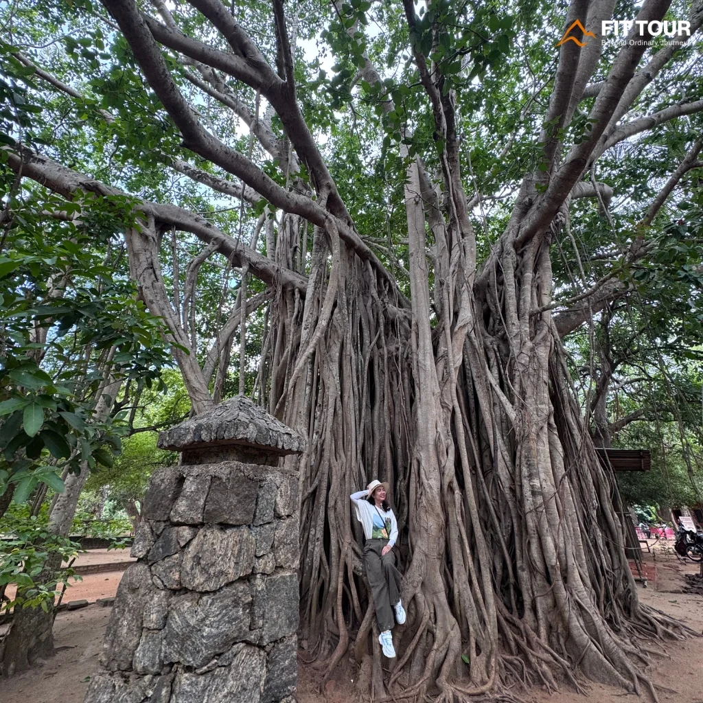 Cây đa cổ thụ với bộ rễ phụ tại Sigiriya