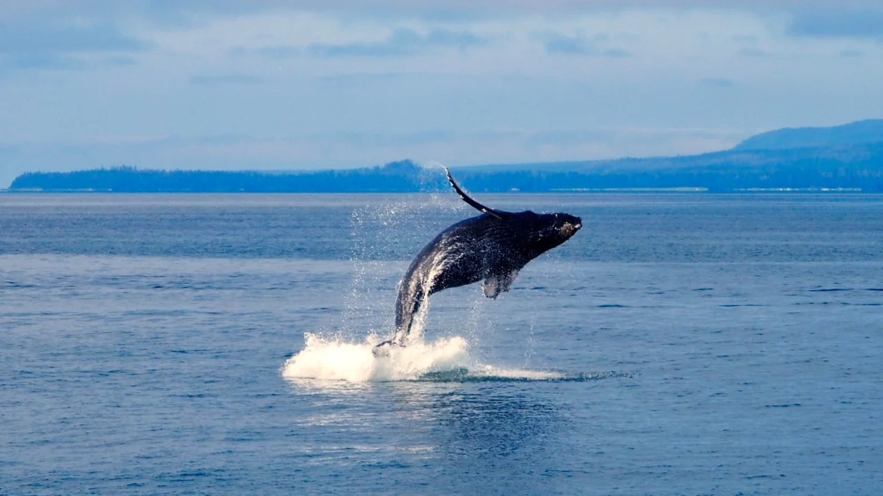 Cá voi lưng gù quẫy đuôi chào du khách giữa đại dương Alaska