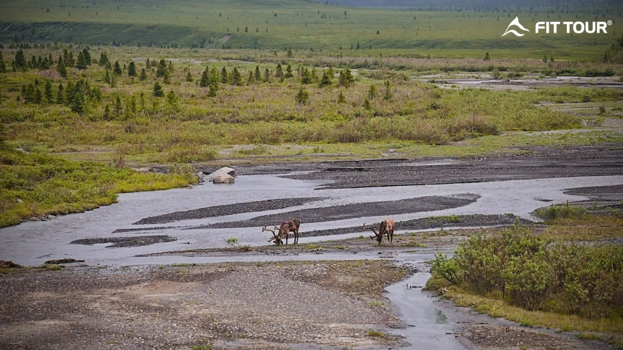 Tuần lộc Caribou tại Denali