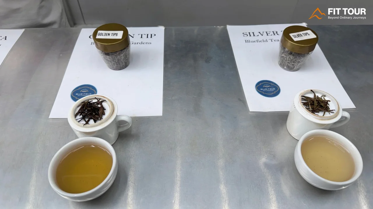 Golden Tips và Silver Tips trong buổi thử trà Ceylon tại Bluefield Tea Sri Lanka
