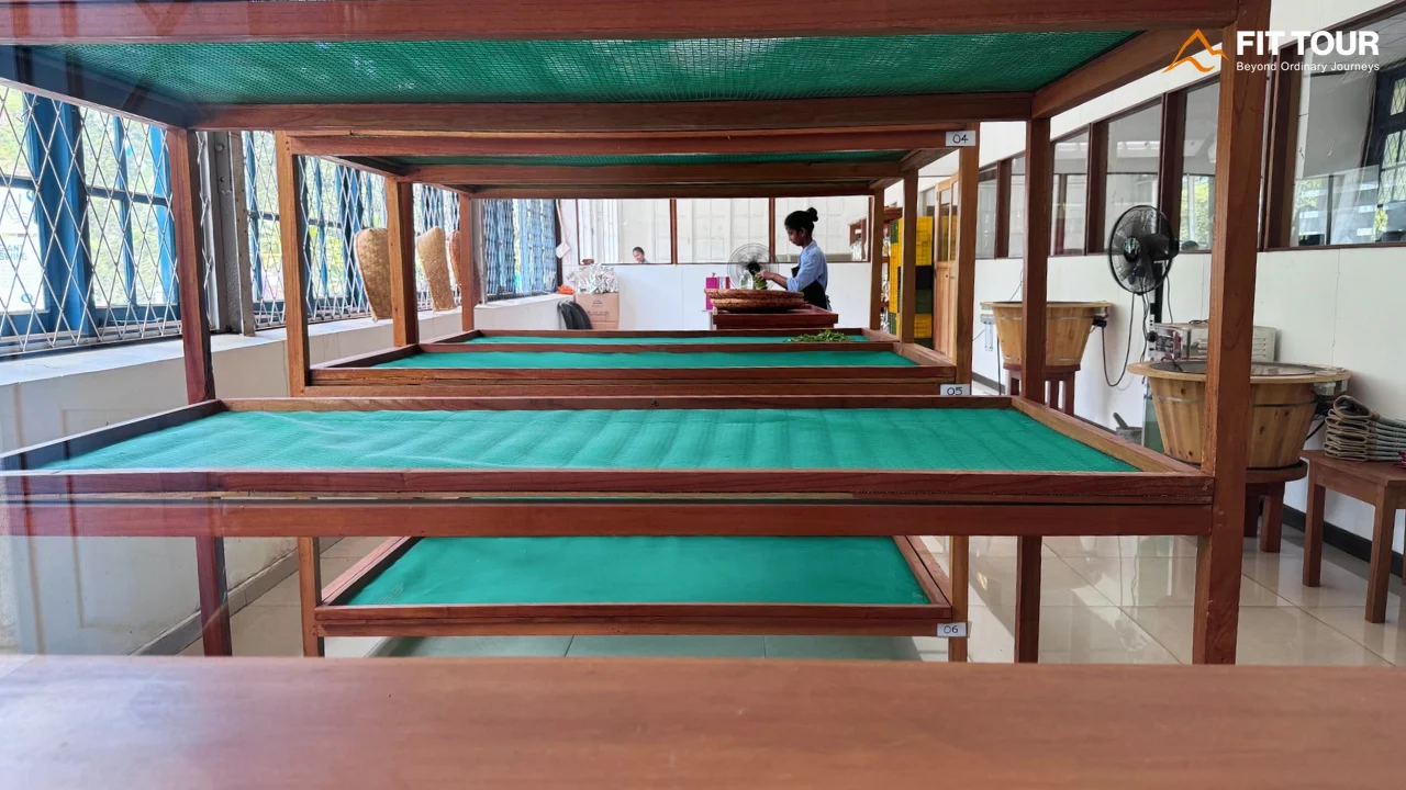 Khay phân loại mẫu các phẩm cấp trà Ceylon sau công đoạn sàng lọc tại nhà máy Bluefield Tea Sri Lanka