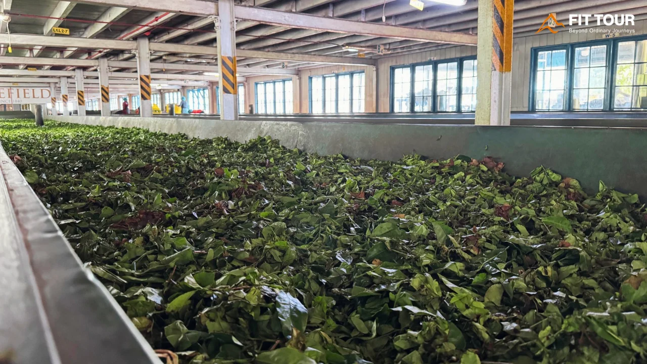 Những búp lá trà tươi vừa được thu hái theo tiêu chuẩn một tôm hai lá tại nông trường Bluefield Tea Sri Lanka