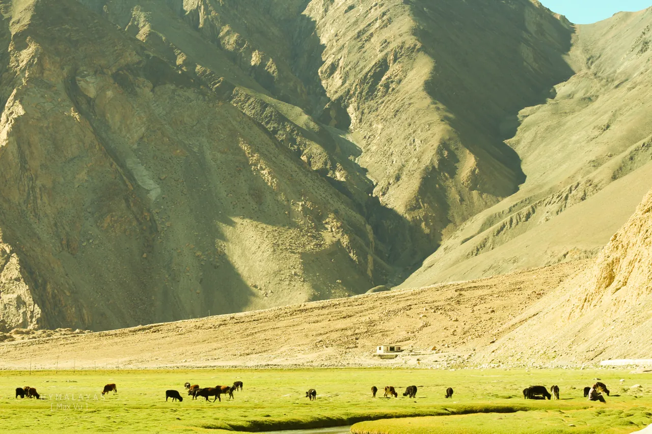 Đồng cỏ ở Nubra Valley