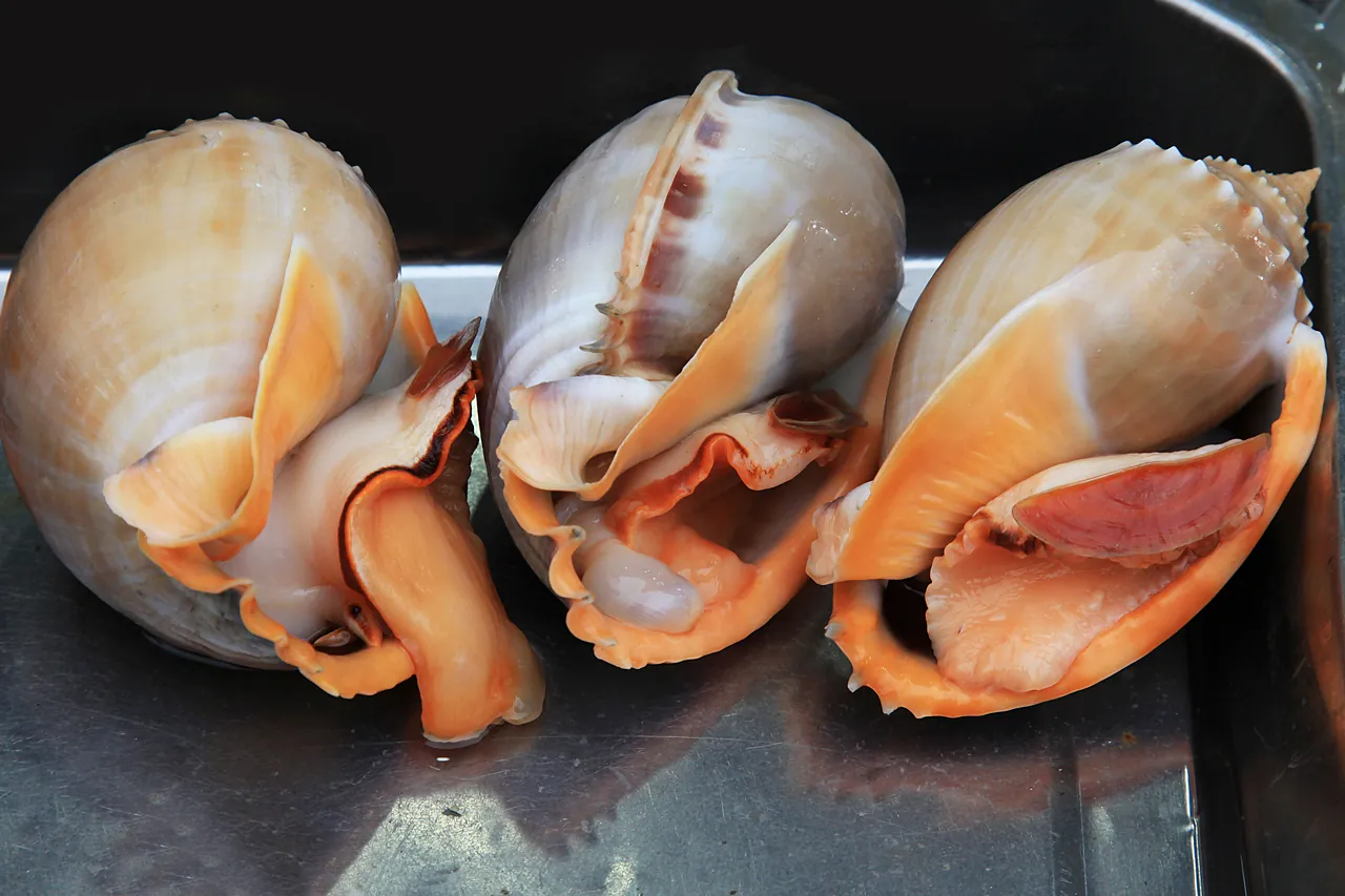 Hải sản ở Phú Quốc