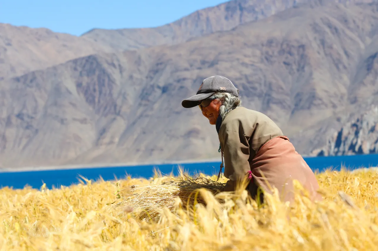 Người dân thu hoạch nông sản ở hồ Pangong