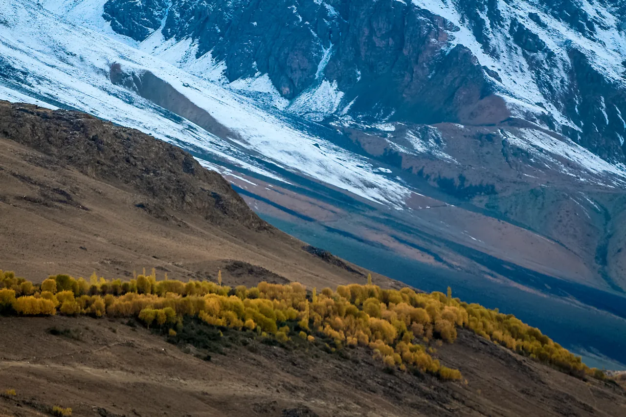 Rừng cây đan xen tuyết ở Pakistan