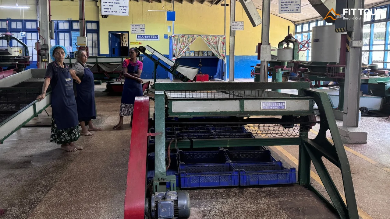 Khu máy móc chế biến trà trong nhà máy Bluefield Tea tại Sri Lanka