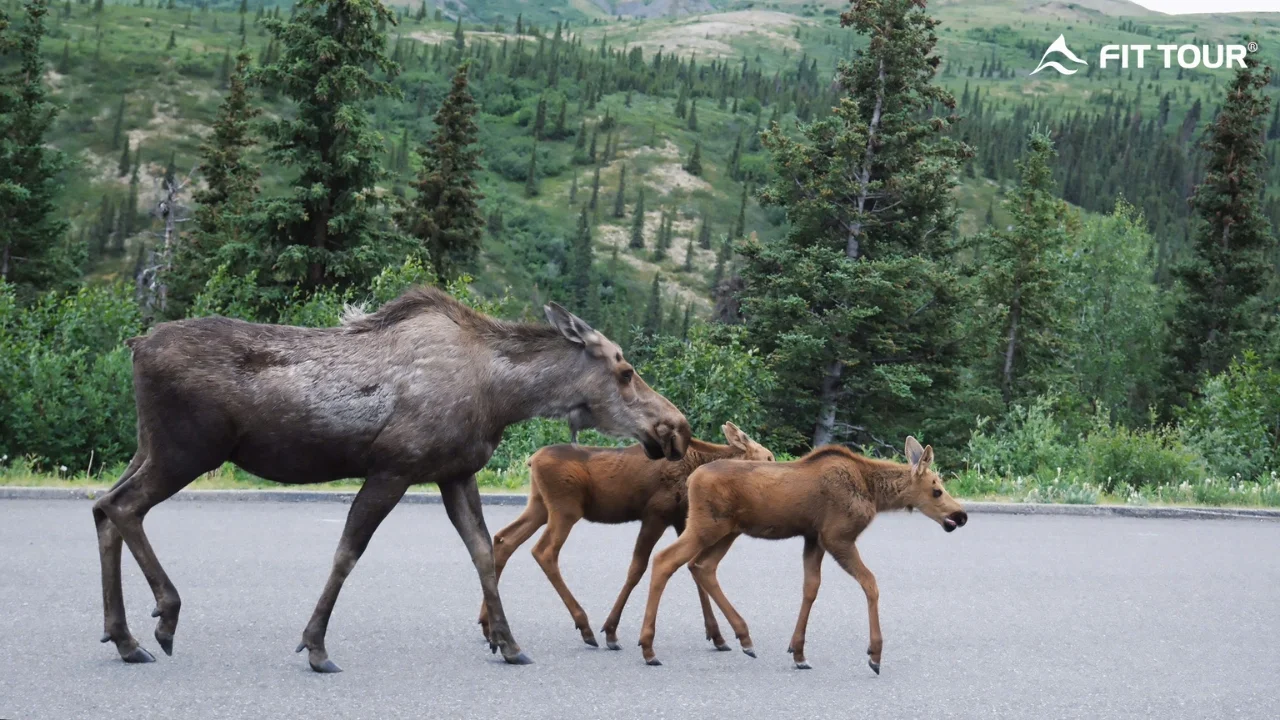 Hình ảnh khách hàng FIT TOUR khám phá vùng đất hoang dã Alaska