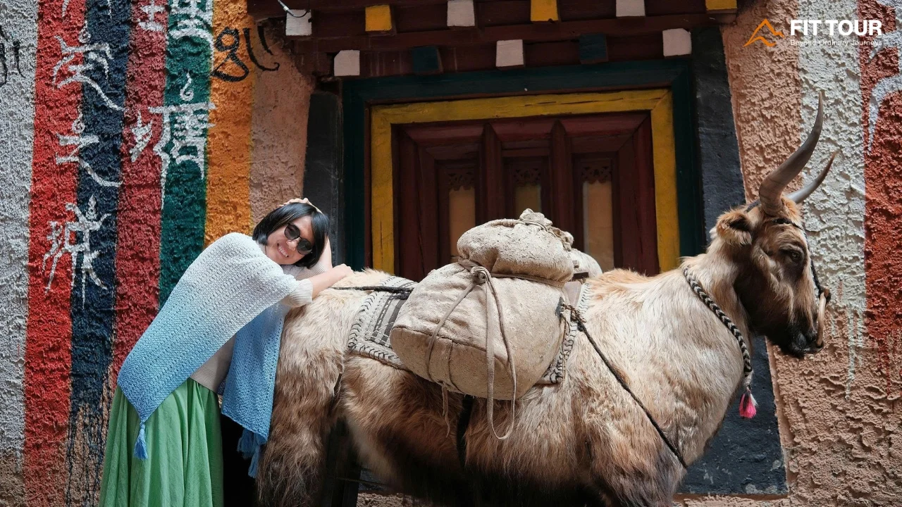 Nét đẹp bình yên khi ôm chú bò Yak hiền lành ở thành cổ Lý Đường