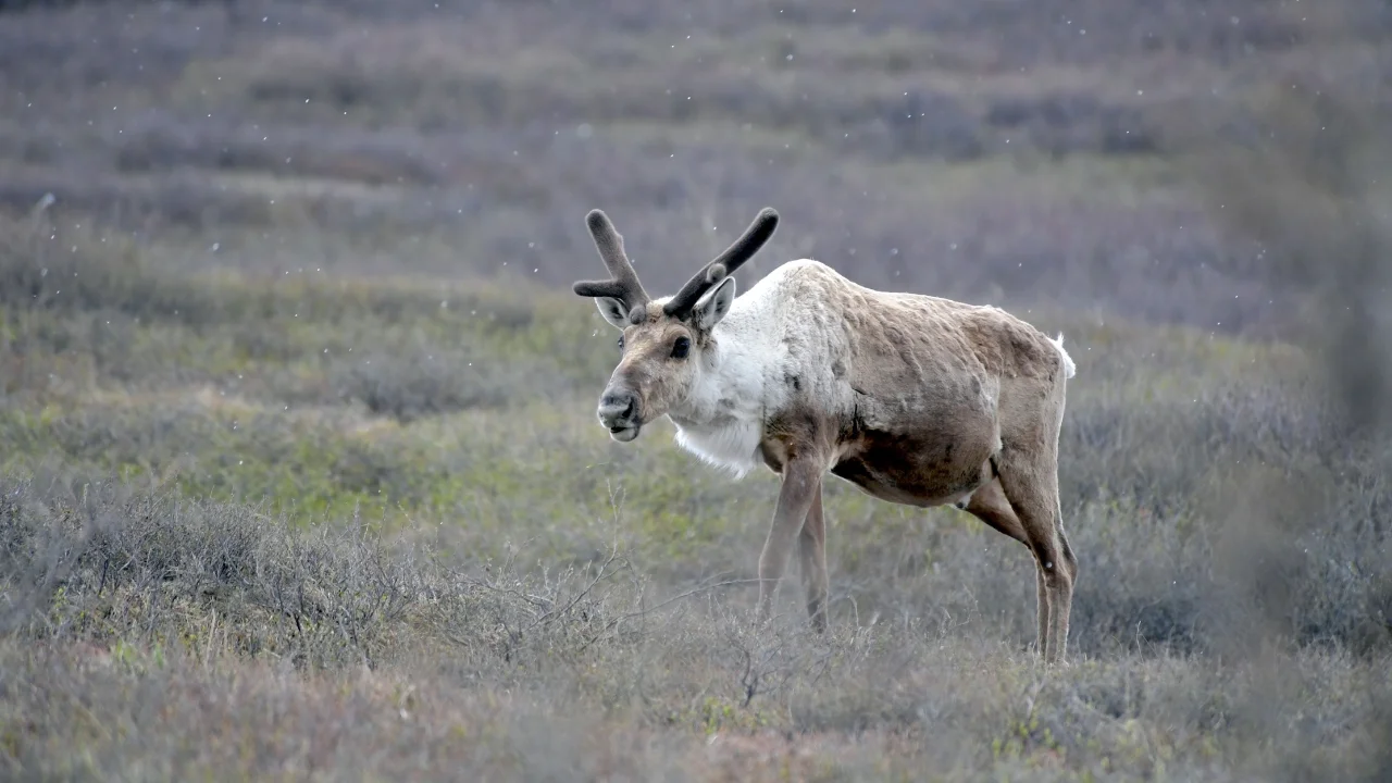 Tuần Lộc Caribou