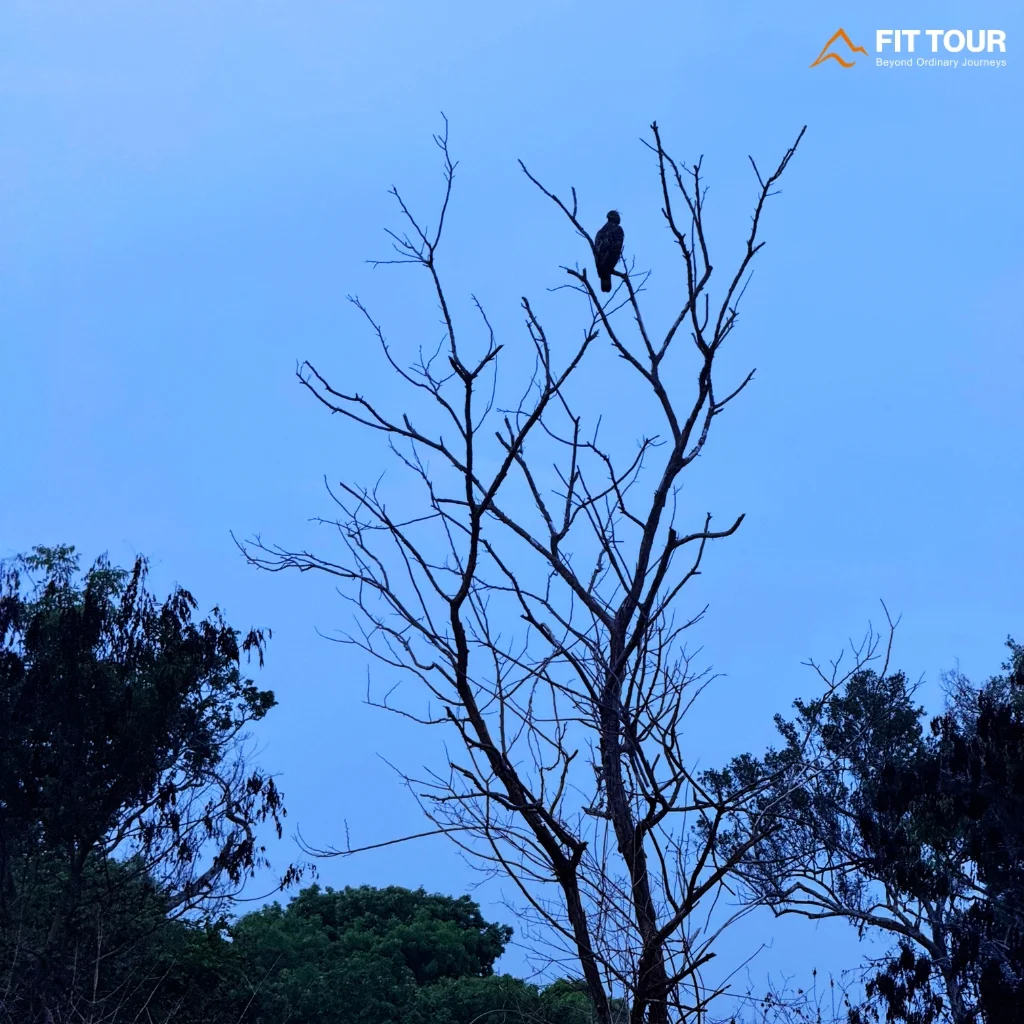 Chim nước đậu trên cành khô ven hồ Safari