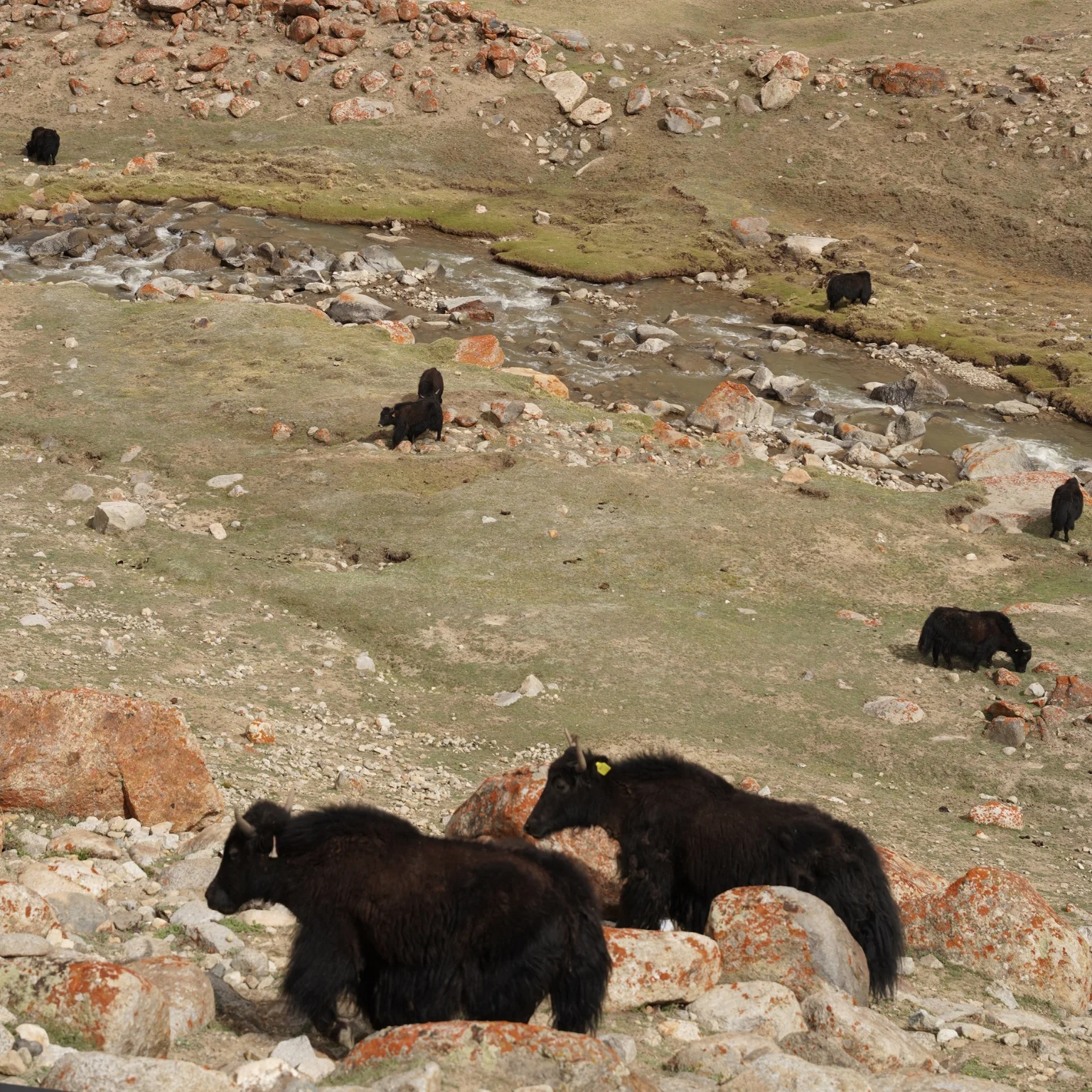 Yak trên cao nguyên Ladakh