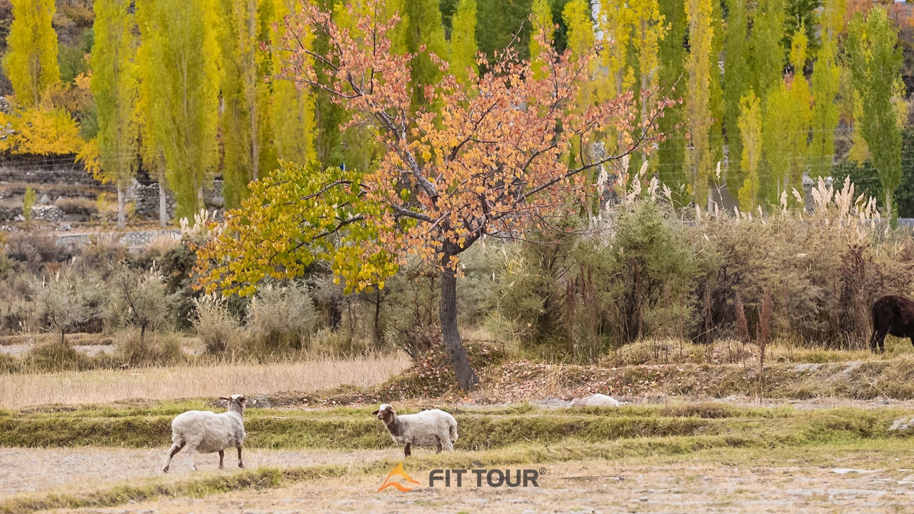 Cảnh đẹp ở Pakistan vào mùa thu