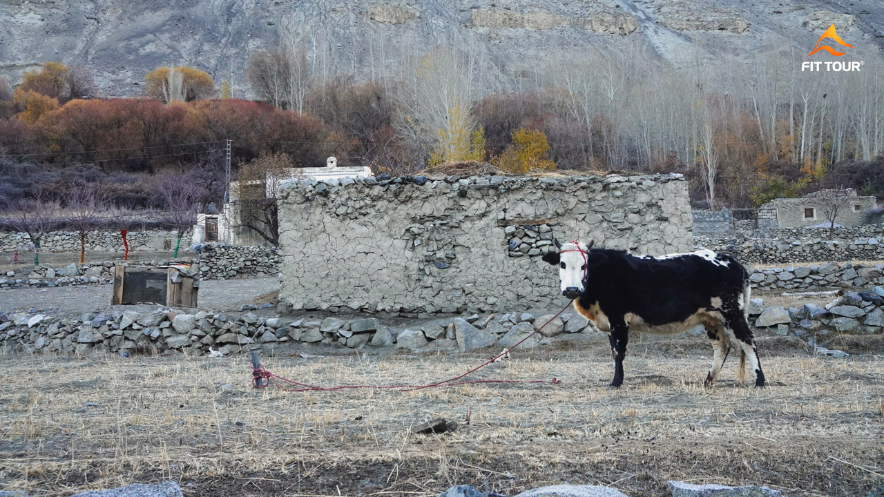 Bò sữa ở thung lũng Hunza